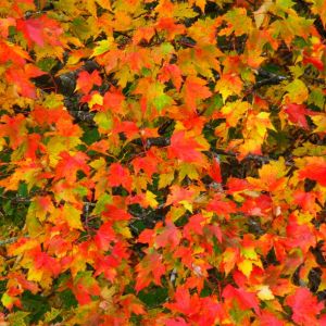 Fall Foliage (10/15/04)